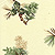 Pine Cones